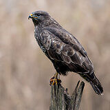 Buzzards